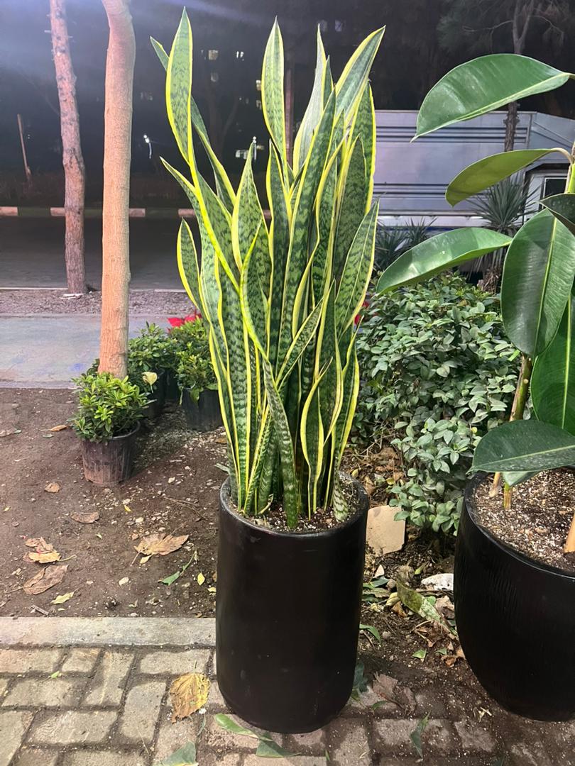 گلخانه ارکیده در مشهد